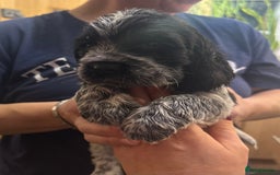 Cocker Spaniel dogs for sale: Cocker spaniel puppies  - Image 14