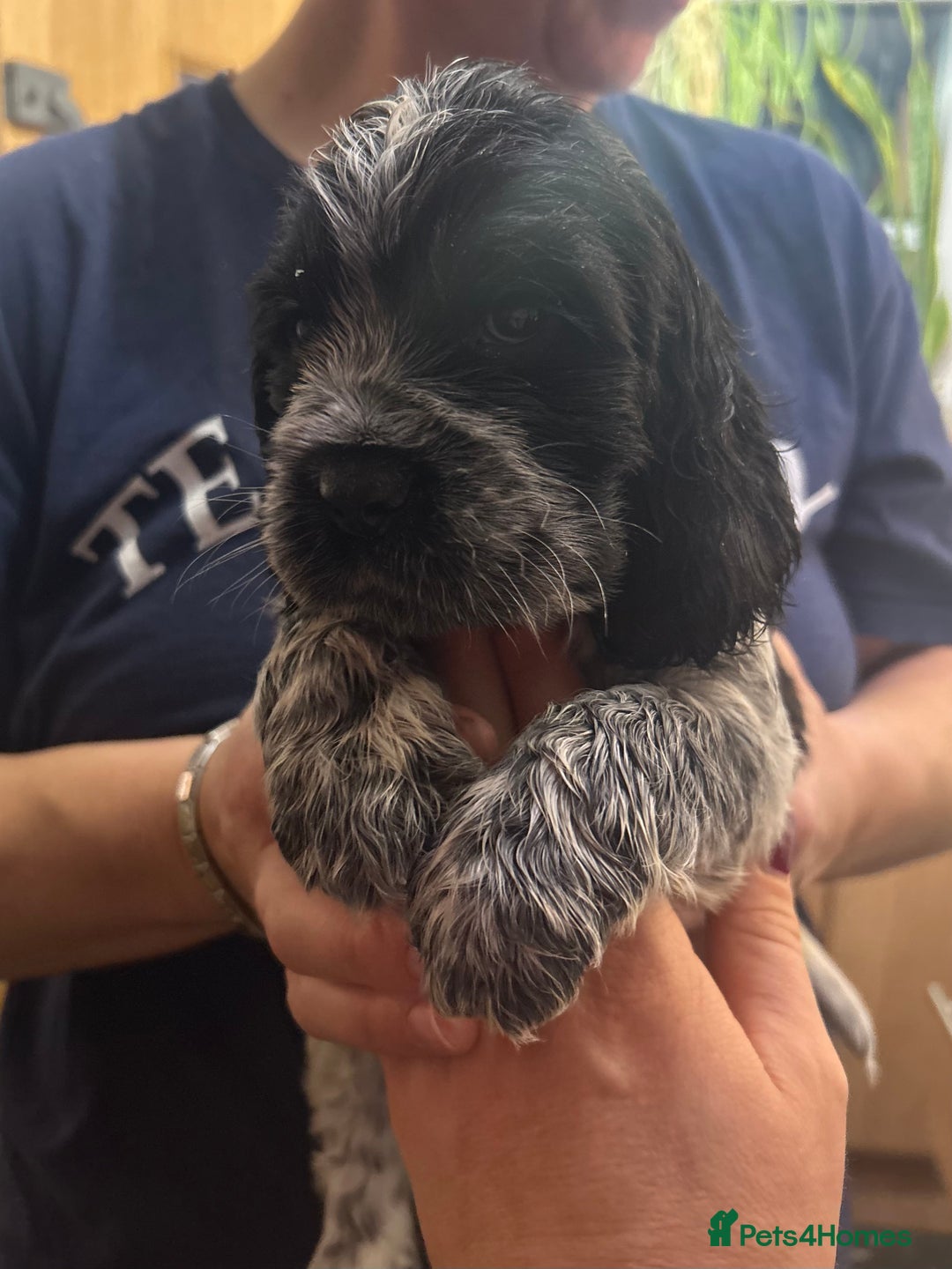 Cocker Spaniel dogs for sale: Cocker spaniel puppies  - Image 14