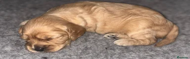 Cavapoo 4