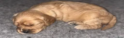 Cavapoo dogs for sale: 🌟🌟Beautiful F1 Cavapoo puppies 🌟🌟 - Advert 1