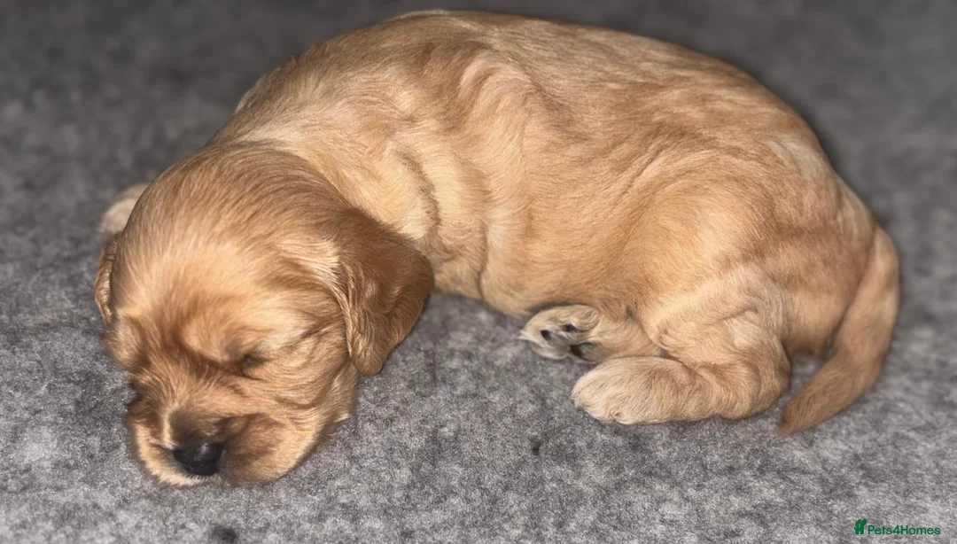 Cavapoo dogs for sale: 🌟🌟Beautiful F1 Cavapoo puppies 🌟🌟 - Advert 1