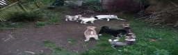 Mixed Breed dogs for sale: Huskita (husky X Japanese akita) puppies  in Bedford - Advert 10