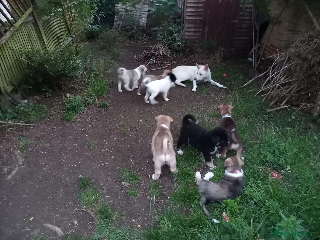 Mixed Breed dogs for sale: Huskita (husky X Japanese akita) puppies  in Bedford - Advert 10