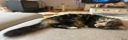 British Longhair cats for sale: Incredibly Beautiful British Longhair Male Cat - Advert 15