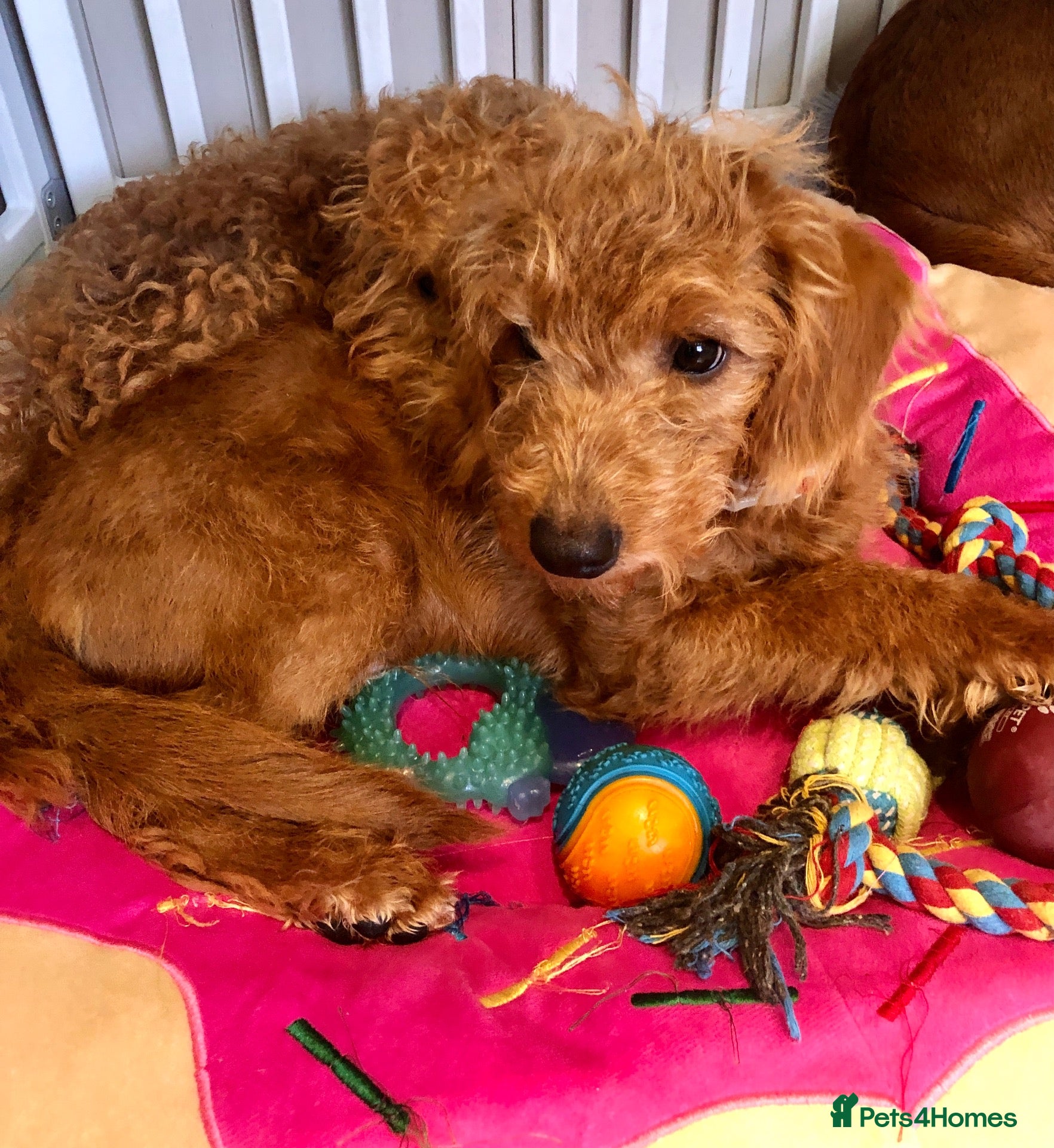 Labradoodle dogs keiras red fox miniature labradoodles  - Advert 2