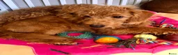 Labradoodle dogs for sale: keiras red fox miniature labradoodles  - Advert 3