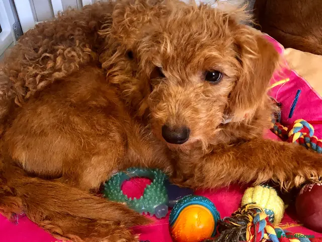 Labradoodle dogs for sale: keiras red fox miniature labradoodles - Advert 2