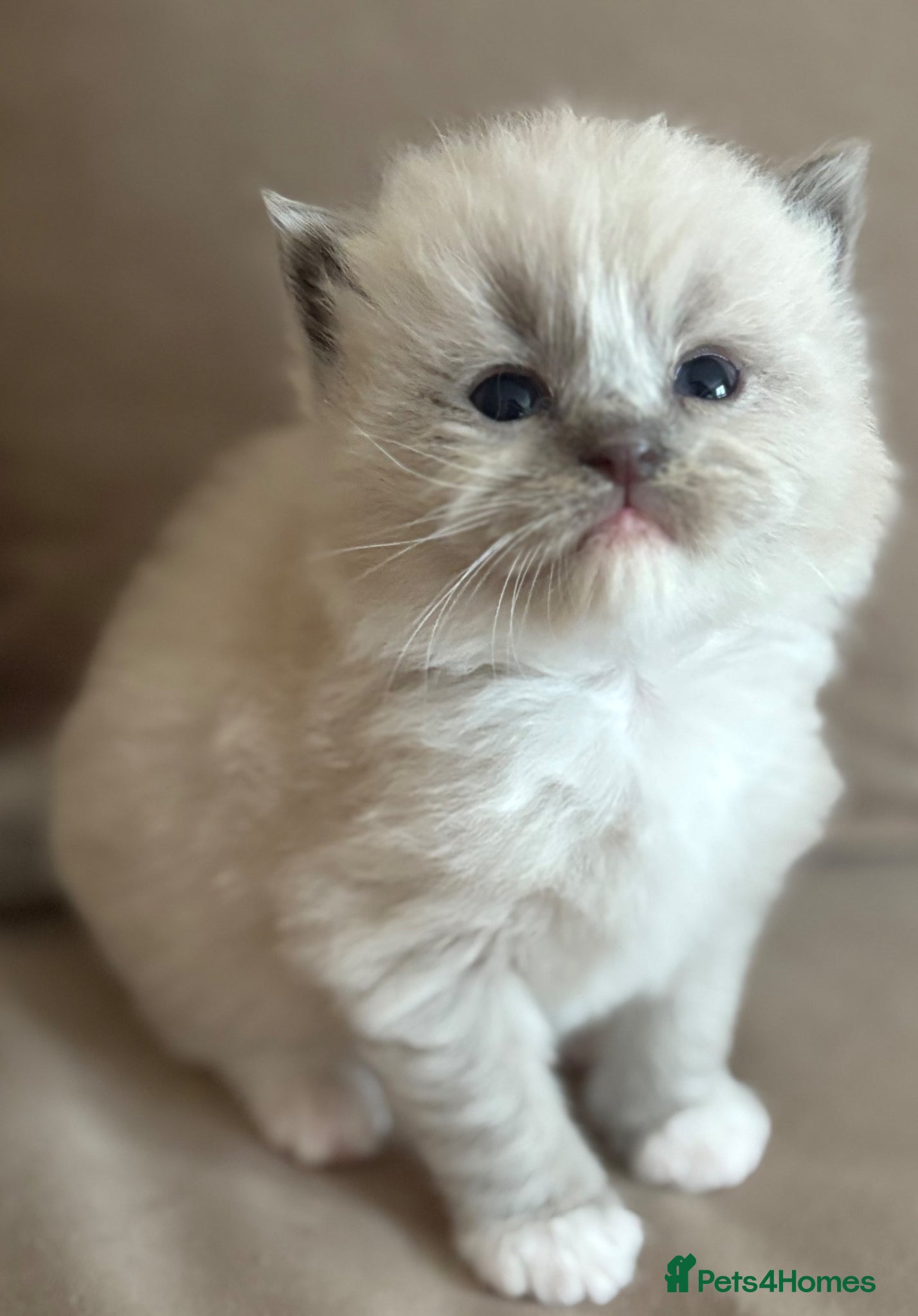 Ragdoll cats Cherubim ragdoll  - Advert 2