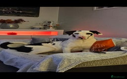 Mixed Breed dogs for sale: Great dane / American akita  pups  - Image 1