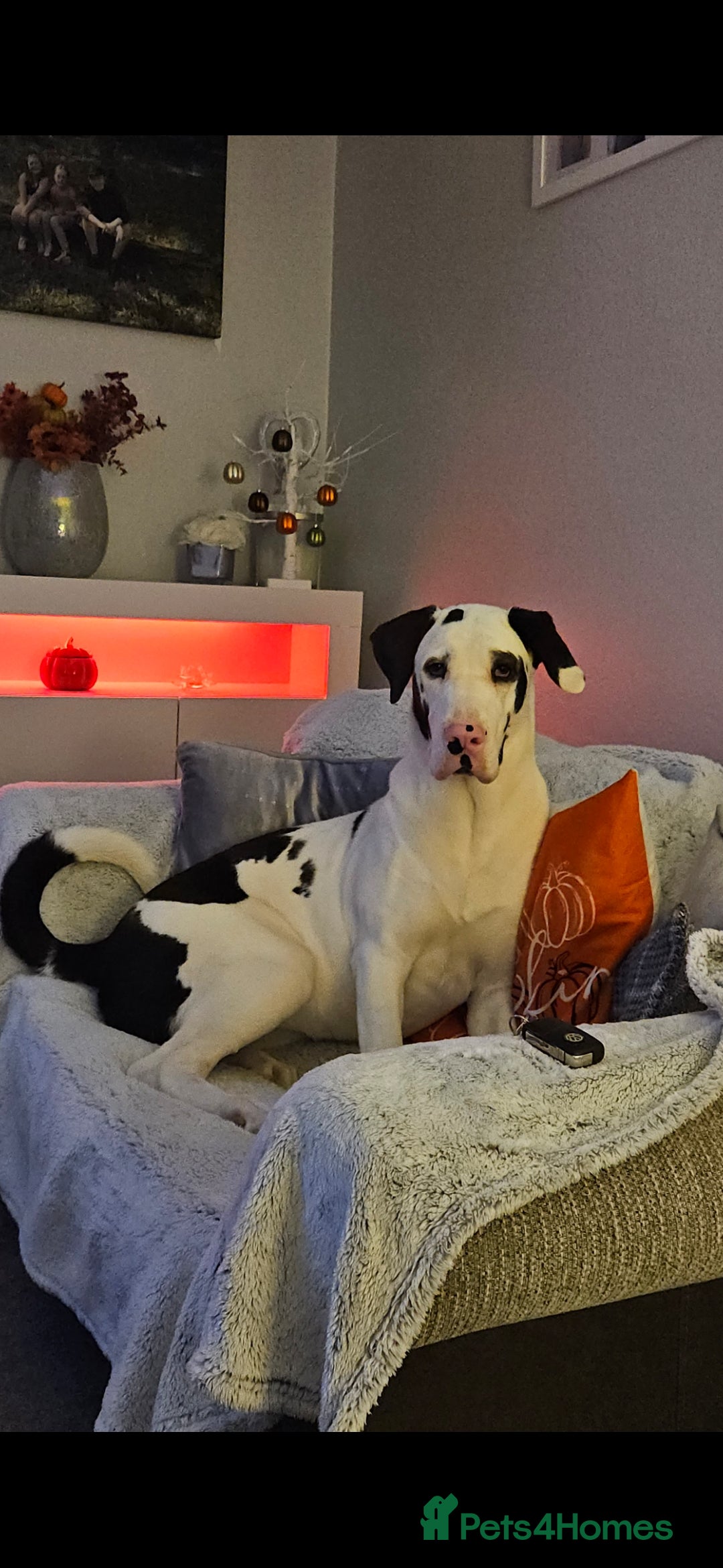 Mixed Breed dogs for sale: Great dane / American akita  pups  - Image 1