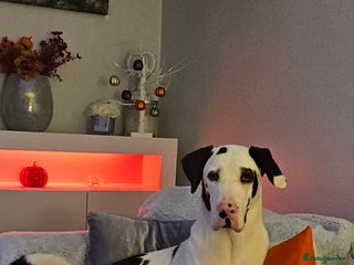 Mixed Breed dogs - Advert 9