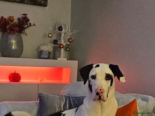 Mixed Breed dogs Great dane / American akita pups - Advert 20