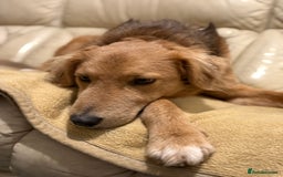 Mixed Breed dogs for adoption: Sweet Nathan Is looking for Love  - Image 34