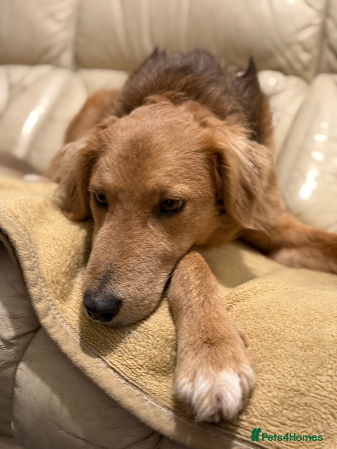 Mixed Breed dogs for adoption: Sweet Nathan Is looking for Love  - Image 34