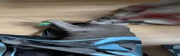 Russian Blue cats for sale: Pure Russian Blue kittens  - Advert 16