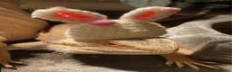 Bearded Dragon reptiles for sale: Bearded Dragon with Complete Setup in High Wycombe - Advert 4