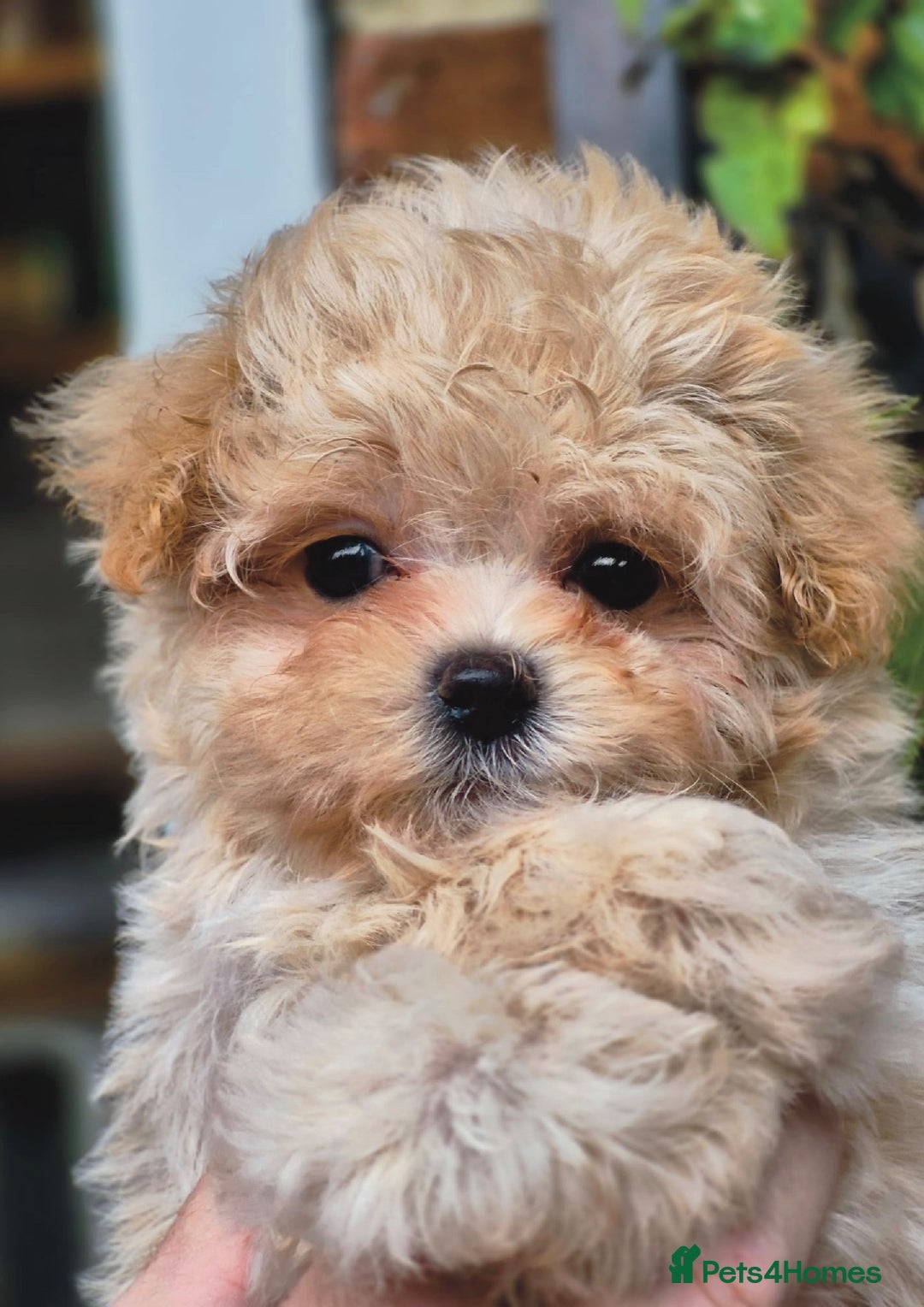 Maltipoo dogs for sale: Amazing Korean/English Teddy bear Maltipoo Puppies - Image 4