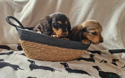 Miniature Dachshund dogs for sale: **READY ** KC REG LONG HAIR MINIATURE DACHSHUNDS - Image 4