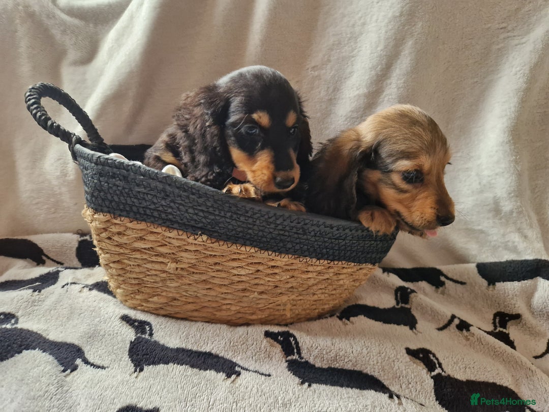 Miniature Dachshund dogs for sale: **READY ** KC REG LONG HAIR MINIATURE DACHSHUNDS - Image 4