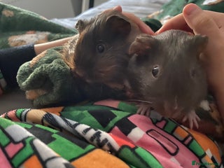 Guinea Pig rodents - Advert 1