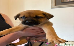 Mixed Breed dogs for sale: 2 boys 1 girl  - Image 8