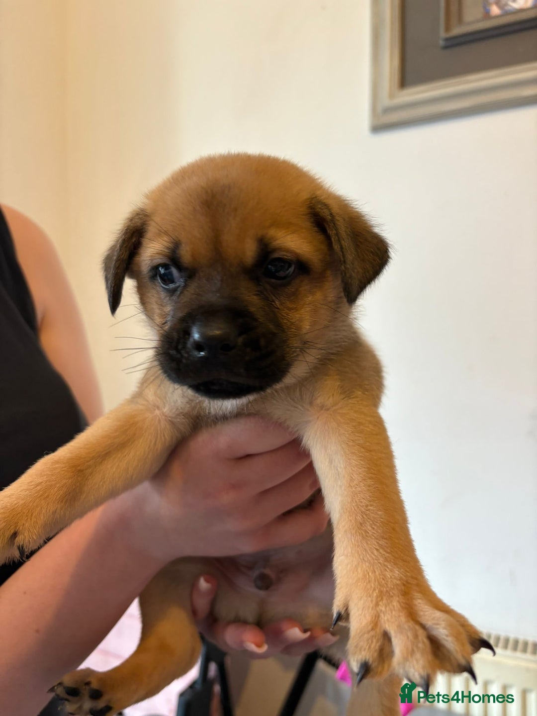 Mixed Breed dogs for sale: 2 boys 1 girl  - Image 8