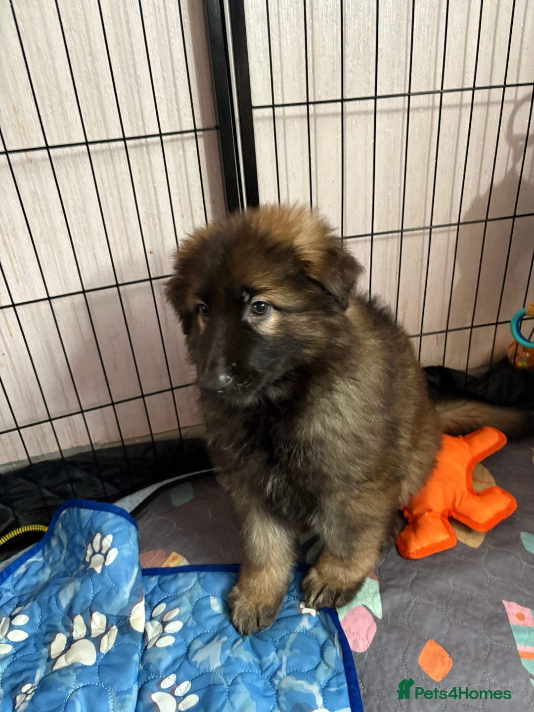 German Shepherd dogs for sale: Ready to leave kc reg big boned health tested gsd - Image 5