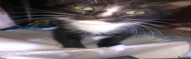 Domestic Shorthair 4