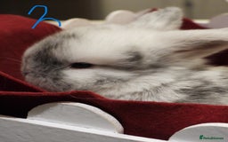 Mini Lop rabbits for sale: Adorable Purebred Mini Lop Babies - Image 10