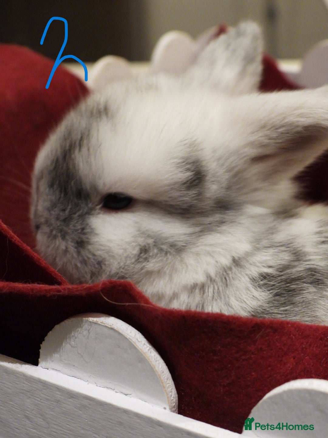 Mini Lop rabbits for sale: Adorable Purebred Mini Lop Babies - Image 10