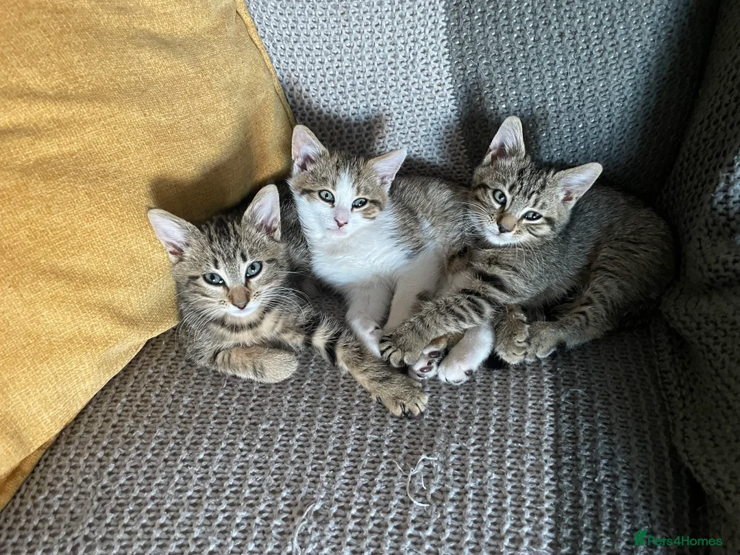 Mixed Breed cats for sale: Ready to leave: 9 weeks old-Tabby kittens  - Advert 2