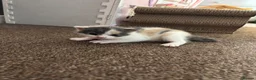 Mixed Breed cats for sale: Three calico kittens  - Advert 3