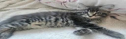 Mixed Breed cats for sale: 3 gorgeous kittens  - Advert 12