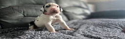 Great Dane dogs for sale: Championship Great Dane Pups  - Advert 10