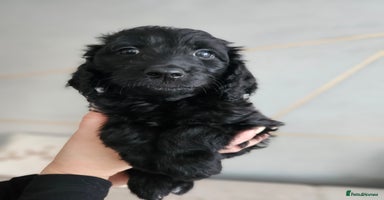 Goldendoodle dogs 1 Girl left Gorgeous Healthy Goldendoodle Puppie - Advert 11