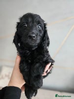 Goldendoodle dogs 1 Girl left Gorgeous Healthy Goldendoodle Puppie - Advert 11