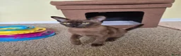 Burmese cats for sale:  Pedigree Brown Male Burmese Kitten - Advert 5