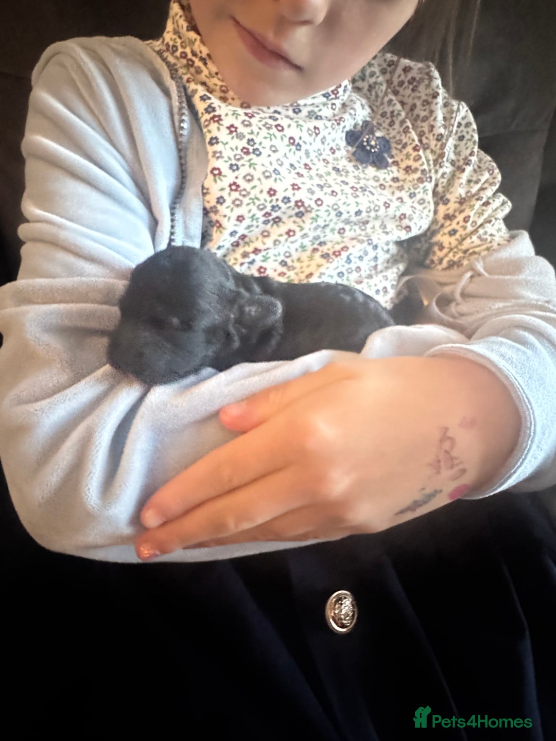 Cockapoo dogs for sale: Beautiful F1b cockapoos  - Advert 14