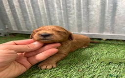 Mini Goldendoodle dogs for sale: Mini GoldenDoodle Puppies - Image 12