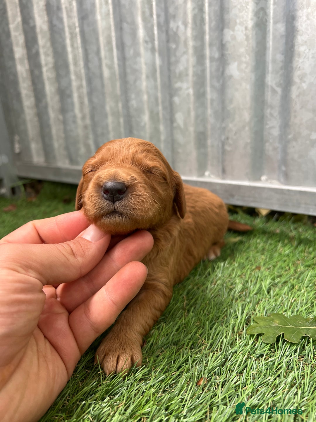 Mini Goldendoodle dogs for sale: Mini GoldenDoodle Puppies - Image 12