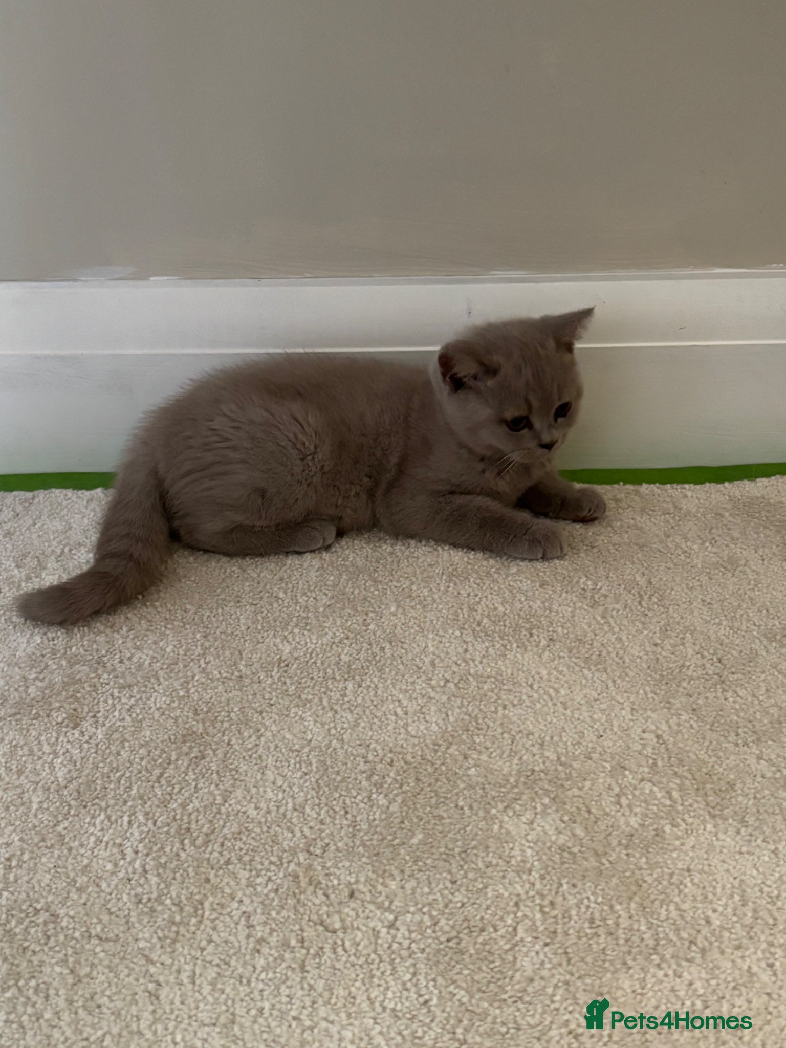 British Shorthair cats British shorthair beautiful lilac kitten  - Advert 2