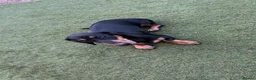Dachshund dogs for sale: 10 month old miniature dauchand in Guisborough - Advert 1