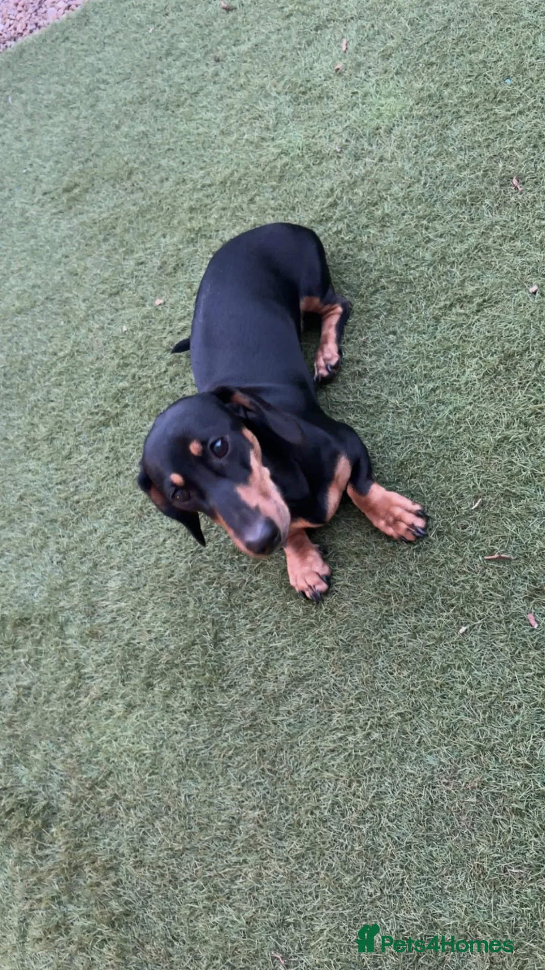 Dachshund dogs for sale: 10 month old miniature dauchand in Guisborough - Advert 1