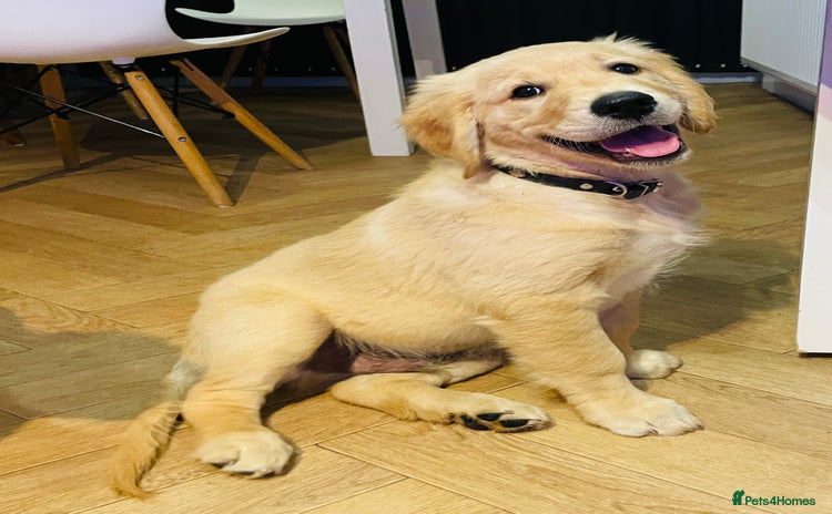 Golden Retriever dogs - Advert 1