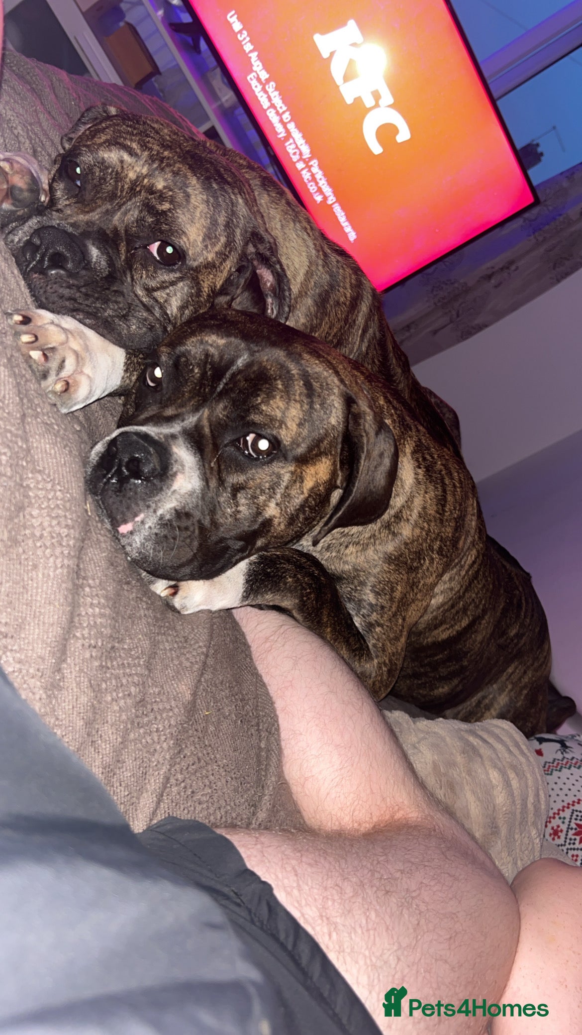 Mixed Breed dogs Two beautiful sisters need a new home - Advert 2