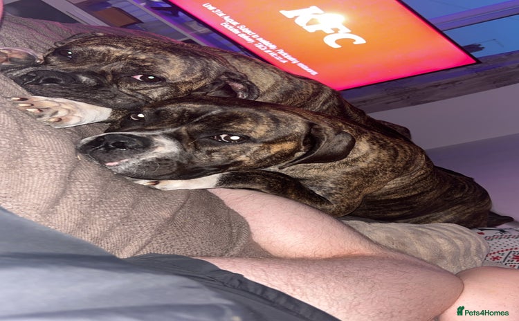 Mixed Breed dogs - Advert 16