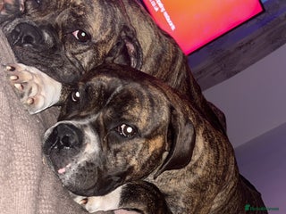 Mixed Breed dogs - Advert 1