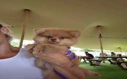 Pomeranian dogs for sale: Pomeranian,  from fully health tested parents  - Image 12