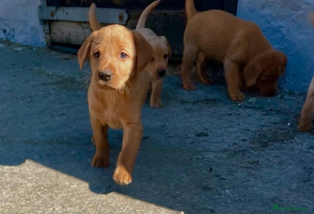 Labrador Retriever dogs for sale: Labrador Retriever Puppies in Llanybydder - Image 20