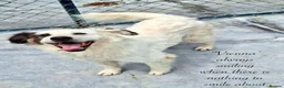 Mixed Breed dogs for adoption: Vienna, 10 yrs approx. Available for adoption. in Brixham - Advert 4